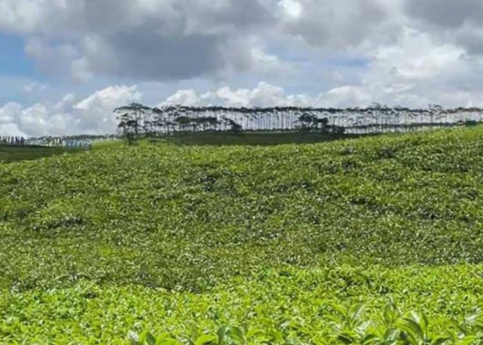 Kabawetan, Wisata Sejuk dengan Keindahan Alam di Kepahiang
