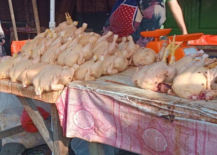 Harga Ayam di Curup Rejang Lebong Turun Pasca Lebaran