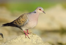 Mengapa Pria Jawa yang Sudah Mapan Wajib Punya Perkutut di Rumah? Ini Alasannya