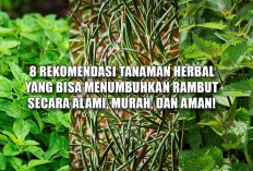 8 Rekomendasi Tanaman Herbal yang Bisa Menumbuhkan Rambut Secara Alami, Murah, dan Aman!