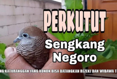 Misteri Perkutut Sengkang Negoro, Burung Katuranggan yang Konon Bisa Datangkan Rezeki dan Wibawa Tinggi