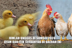 5 Daerah dengan Populasi Unggas Terbesar di Sumsel 2024, Bukan Palembang!