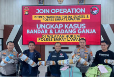 Operasi Gabungan Polda Sumsel Bongkar Ladang Ganja 20 Hektar di Kabupaten Ini