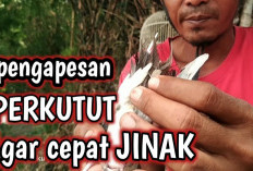  Rahasia di Balik Kelemahan Perkutut Lokal yang Giras: Membuatnya Jinak dengan Cepat