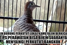 Ingin Burung Perkutut Lokal Kamu Rajin Berkicau? Tips Perawatan Bisa Bikin Suaranya Menyaingi Perkutut Bangkok