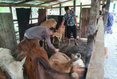 Puluhan Hewan Ternak Warga Desa Nanjungan Lahat Disuntik Vaksin, Ini Tujuannya