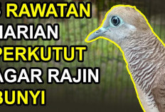 Panduan Lengkap, 5 Cara Merawat Perkutut Agar Cepat Gacor Maksimal, Terapkan Setiap Hari!