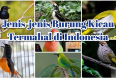 Hobi Sultan! Inilah 6 Jenis Burung Berkicau dengan Harga Termahal di Indonesia yang Bisa Setara Mobil Mewah