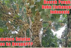 Meskipun Terkenal, Sumatera Selatan Bukan Juara Penghasil Duku Terbanyak di Indonesia, Apakah Sumatera Utara?