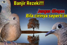 Ciri-ciri Perkutut Katuranggan Sri Rejeki, Lebih dari Sekadar Burung, Penarik Kemakmuran Sejati