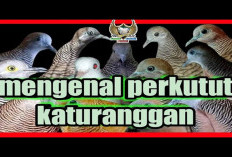 Suara Merdu Pembawa Berkah! Menyingkap Katuranggan Sang Perkutut Juara
