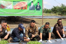 Wah! Ada Gerakan Tanam Cabai Serentak, Ini Lokasinya