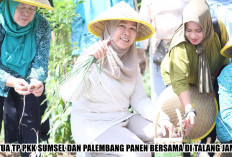 Dari Talang Jambe Wujudkan Sumsel Mandiri Pangan, 2 Ketua TP PKK Membuktikannya Langsung!