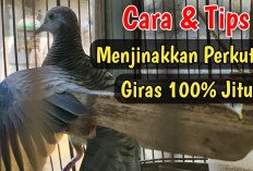 Trik Rahasia Terbukti Ampuh Menjinakkan Perkutut Giras, dari Burung Liar Jadi Jinak Total dalam Waktu Singkat!