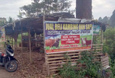 Jelang Idul Adha, Pedagang Hewan Kurban di Empat Lawang Bermunculan, Ini Buktinya 