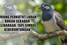 Burung Perkutut Lurah, Bukan Sekadar Peliharaan, Tapi Simbol Keberuntungan