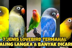 Mewah, Langka, dan Berkualitas! 7 Jenis Lovebird Ini Jadi Incaran Kolektor dan Penggemar Burung