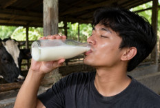 Sering Dikira Sehat Minum Susu Sapi Perah Tanpa Direbus, Faktanya Bikin Bahaya
