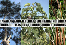 Aneh Tapi Nyata! 6 Tanaman yang Terlihat Sederhana Ini Ternyata Penghasil Emas dan Tumbuh Subur di Indonesia