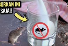 5 Aroma yang Ampuh Usir Tikus dari Rumah, Taktik Jitu Tanpa Perangkap!