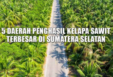 5 Daerah Penghasil Kelapa Sawit terbesar di Sumatera Selatan, Bukan Banyuasin, Ini Juara...