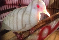 Inilah Mitos Perkutut Putih Mata Merah yang Dipercaya Masyarakat Turun Temurun