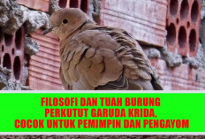 Filosofi dan Tuah Burung Perkutut Garuda Krida, Cocok untuk Pemimpin dan Pengayom