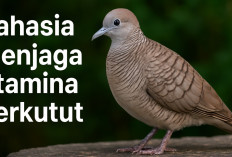 Rahasia Stamina Perkutut yang Bikin Suara Panjang, Tak Mudah Lelah, dan Bikin Burung Ga Kalah Mental