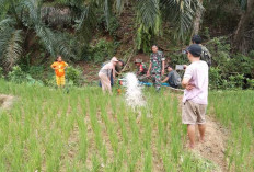 Upaya Pengairan Lahan Sawah, Begini Cara Prajurit Kodim Bengkulu Selatan Bantu Petani