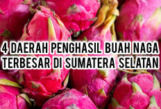 4 Daerah Penghasil Buah Naga Terbesar di Sumatera Selatan, Juaranya Unggul dengan Produksi 30.492,84 Kuintal!