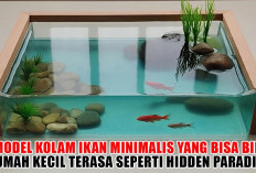 Tak Perlu Taman Luas! 5 Model Kolam Ikan Minimalis yang Bisa Bikin Rumah Kecil Terasa seperti Hidden Paradise