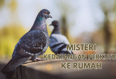 Mengungkap Misteri di Balik Kedatangan Burung Perkutut ke Rumah, Pertanda Kabar Baik atau Peringatan?