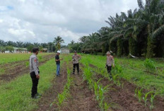 Kapolsek Sungai Rotan Tinjau Tanaman Jagung, Ini Lokasinya