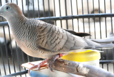 7 Jenis Perkutut Katuranggan Paling Populer dan Tuahnya 