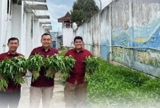 Dukung Ketahanan Pangan Nasional, Lapas IIB Martapura Panen Sayuran Hortikultura