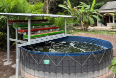 Kilang Pertamina Plaju Hadirkan IMTA, Solusi Limbah Budidaya Ikan di Pesisir Musi