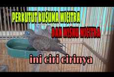 Ciri, Mitos, dan Filosofi Perkutut Kusuma Wicitra