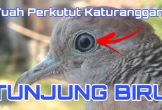 Tuah di Luar Nalar Perkutut Tunjung Biru, Pancarkan Aura Pengasihan, Cocok Dipelihara Jomblo 