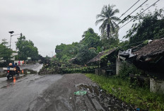 Wow, Pohon Beluluk 15 Meter Timpa Kabel Listrik, Buat Desa Banjarsari Lahat Mati Lampu