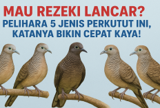 Mau Rezeki Lancar? Pelihara 5 Jenis Perkutut Ini, Katanya Bikin Cepat Kaya!