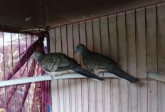 Tips dan Trik Ternak Burung Perkutut Agar Cepat Bertelur, Inilah 3 Cara Mudahnya!