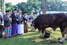 Pemkab Ogan Ilir Kurban 17 Sapi, Bupati Panca Salat Ied di Masjid Agung An-Nur 