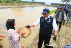 Gubernur Sumsel Herman Deru Dorong Petani Banyuasin Percepat Tanam