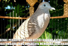 Mengenal Perkutut Talang Rezeki, Burung Katuranggan Bergelombang yang Dipercaya Membawa Keberkahan