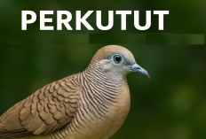 Raja Pikat Gacor! Rahasia Perkutut Lokal Gacor Nyamleng Cuma Pakai Metode Ini