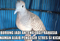 Burung Jadi Anteng Lagi! Rahasia Tanaman Ajaib Pengusir Stres Si Kicau
