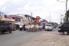 Upaya Polisi dan Sat Pol PP Gagal Total! Hewan Kaki 4 Ini Masih Saja Berkeliaran di Jalan Raya