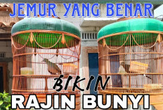4 Manfaat Menjemur Burung Perkutut, Kesehatannya Tetap Optimal!