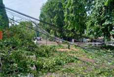 Puluhan Rumah di Muara Enim Rusak Diterjang Puting Beliung, Ratusan Pohon Tumbang