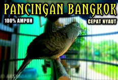 Raja Kontes! Burung Perkutut Bangkok dengan Suara Merdu, Mempesona miliki Ciri Khas yang Unik